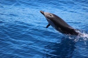 WHALE WATCHING – Alla scoperta del Santuario dei Cetacei